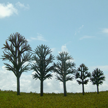 model trees